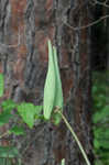 Clasping milkweed